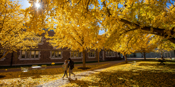 A couple of students walking on campus with yellow leaves of Ginkgo Biloba surrounding them.